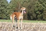 SALUKI 074